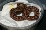 Male #20DH04. Possible Double Het Albino And BEL. $425.00 Plus Shipping.