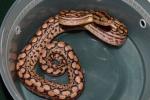 Female #20DH05. Possible Double Het Albino And BEL. $500.00 Plus Shipping.