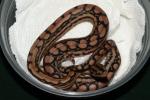 Female #20DH06. Possible Double Het Albino And BEL. $500.00 Plus Shipping.