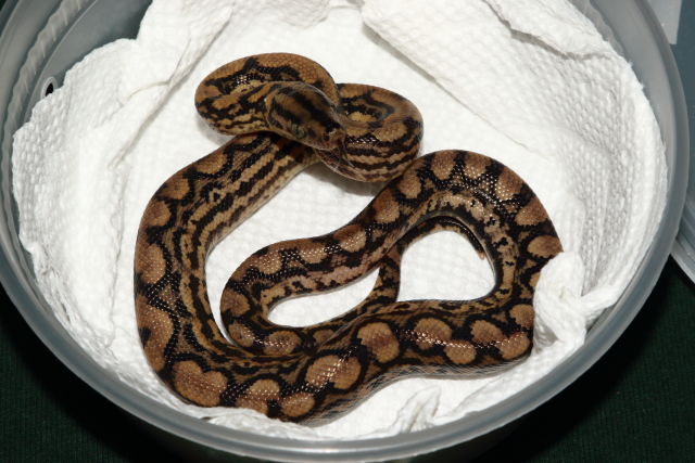 Male #20DH07. Possible Double Het Albino And BEL. $425.00 Plus Shipping.