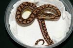 Male #20DH08. Possible Double Het Albino And BEL. $425.00 Plus Shipping.