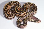 Congo Pastel With Mystery Gene Hatched 30 June 2014.