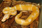 This Albino Is Also A Super Genetic Banded From The Paradox Producing Line. 