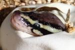 Pastel Het Lavender Albino Pipping 18 June 2016 From Ball Clutch #1610.