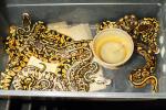 Ball Python Clutch #1601 Post Shed Hatched 20 June 2016. 