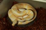 Ball Python Clutch #17BP06 Laid 20 April 2017. Super Banded Albino X Banded Albino. Paradox Line. Both Parents Possible Het Joll