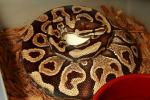 Ball Python Clutch #17BP04 Laid 20 April 2017. Yellow Belly X Yellow Belly.