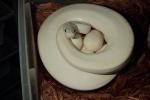 Ball Python Clutch #17BPC13 Laid 19 May 2017. Ivory X Yellowbelly(Het Ivory).