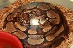 Clutch #18BPC05 Laid 15 April 2018. Banded Het Albino X Super Banded Albino.