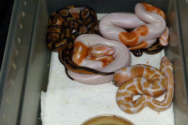 Clutch #19BPC39 Hatch 21 September 2019. Albino Pied Super Banded X Banded Double Het Albino Pied.