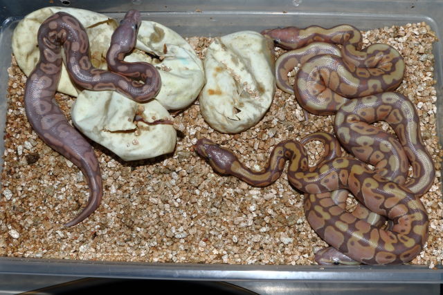 Clutch #20BPC02 Hatch 26 May. Coral Glow Pied X Super Pastel Fire.