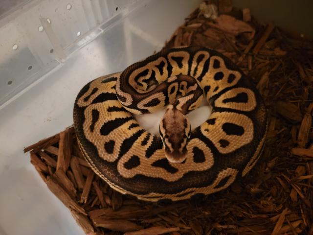 Pastel Leopard Het Clown X Spotnose Het Clown Laid 23 Nay 2019.