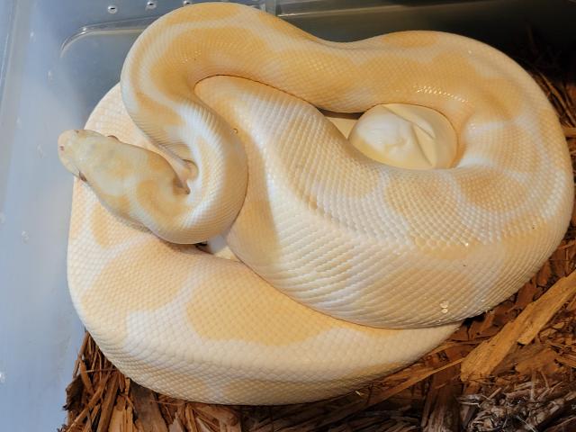 Albino Super Tiger X Albino Super Tiger Laid 6 June 2021.