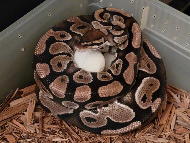 Enchi Orange Dream Het Clown X Het Clown Laid 6 June 2021.