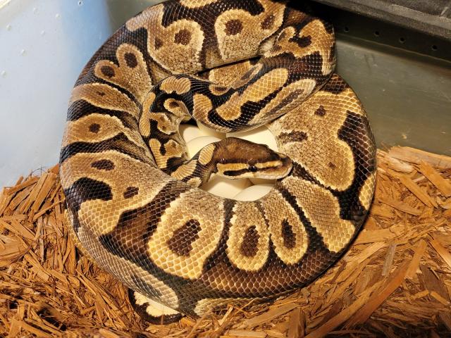 Yellow Belly X Albino Gravel 50% Het Red Axanthic. Laid 20 June 2021.