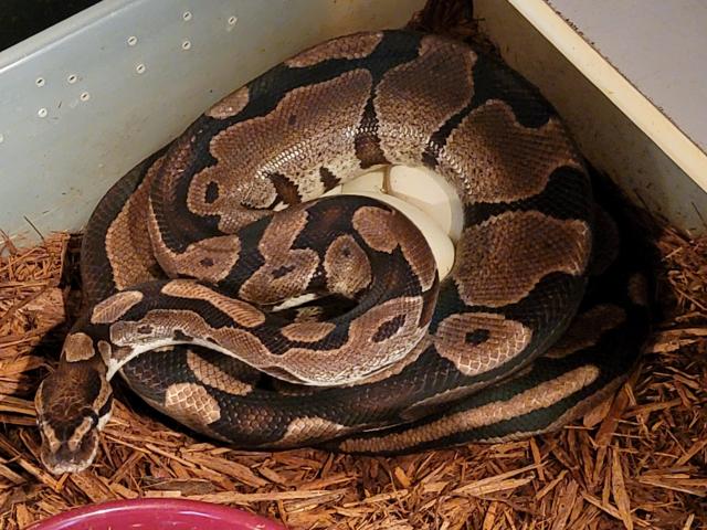 Tiger Het Albino X Super Tiger Albino Laid 20 June 2021.