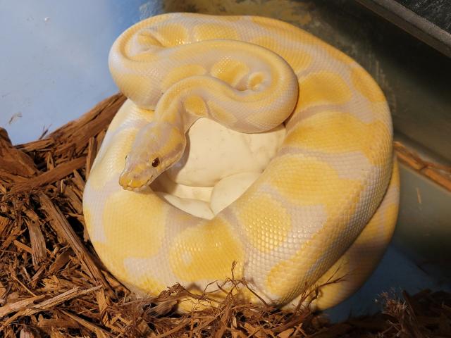 Lavender Albino Het SK Axanthic X Black Pastel Clown Laid 20 June 2021.