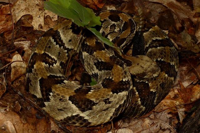 Timber Rattlesnake.