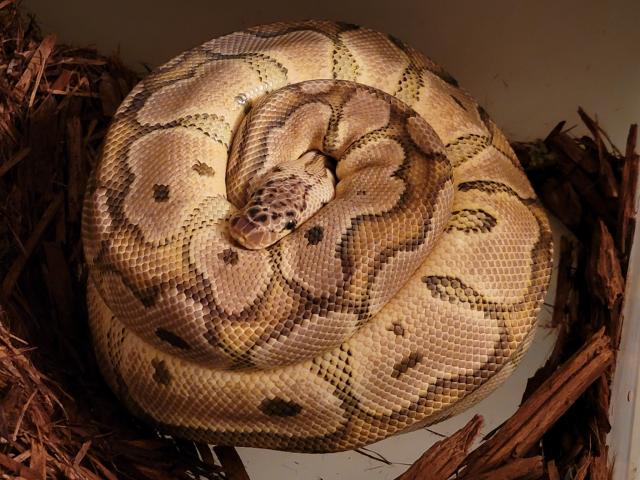  Pastel Clown X Cypress Honey Laid 13 July 2021.