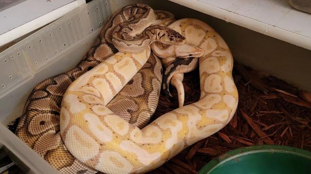 Pastel Coral Glow Het Clown X Pastel Clown 27 Nov. 2022.