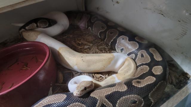 Coral Glow Pied X Het Pied 28 Nov. 22.