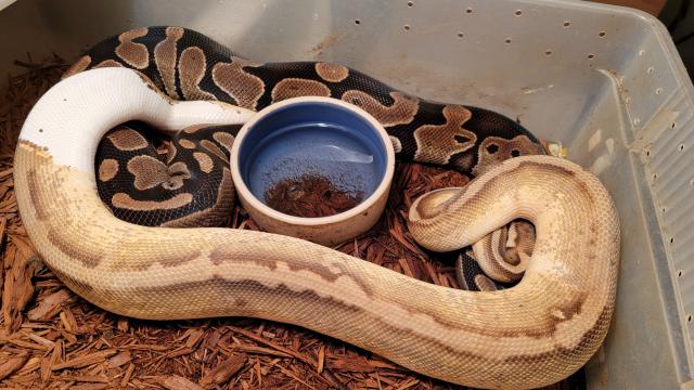 Pastel Pied Het Lav Albino X Double Het Lav Albino Pied. 28 Nov 22.