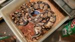 Tiger Double Het Albino Pied X Tiger Double Het Albino Pied. 28 Nov. 22.