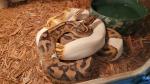 Fire Yellowbelly Pied X Pied. 12 12 22.