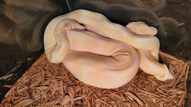 Super Tiger Albino X Super Tiger Albino. 12 12 22.