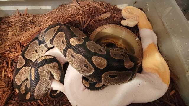 Super Tiger Albino Pied X Tiger Double Het Albino Pied. 12 12 22.