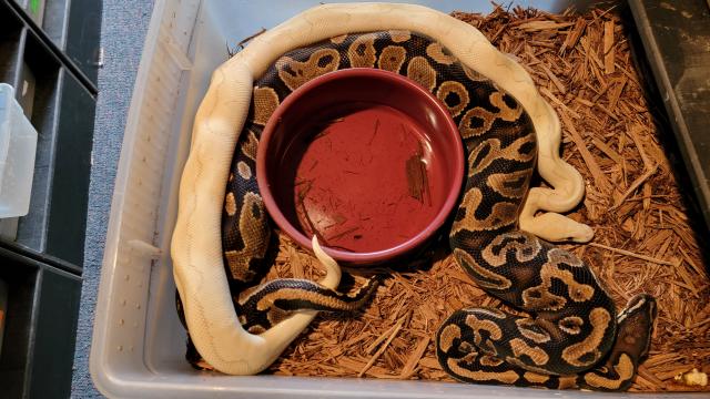 Fire Pasyel Lesser Clown X Yellowbelly Het Clown. 12 12 22.