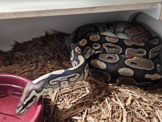 Het Pied Clutch Laid April 2023.