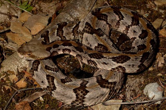 Timber Rattlesnake.