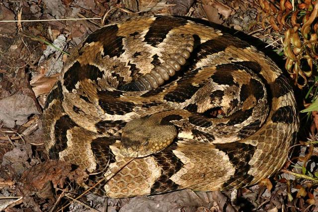 Timber Rattlesnake.