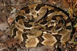 Timber Rattlesnake.