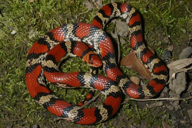 Scarlet Snake.