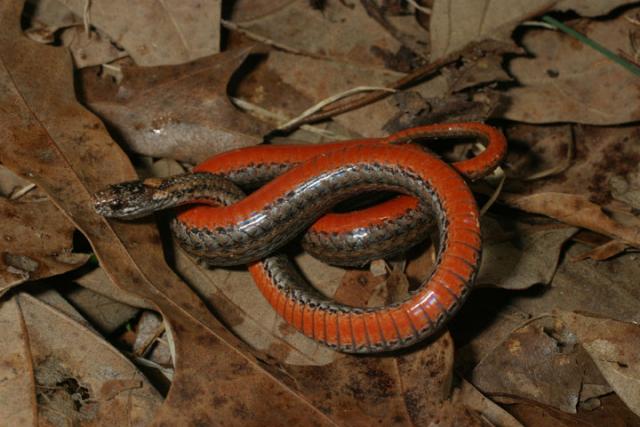Redbelly Snake.