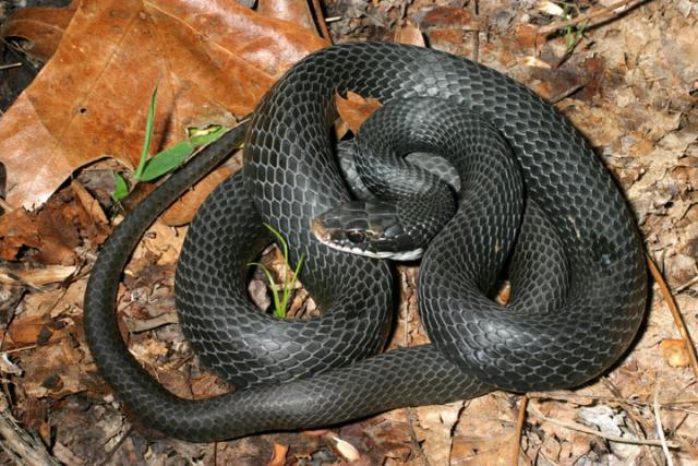 Black Racer.