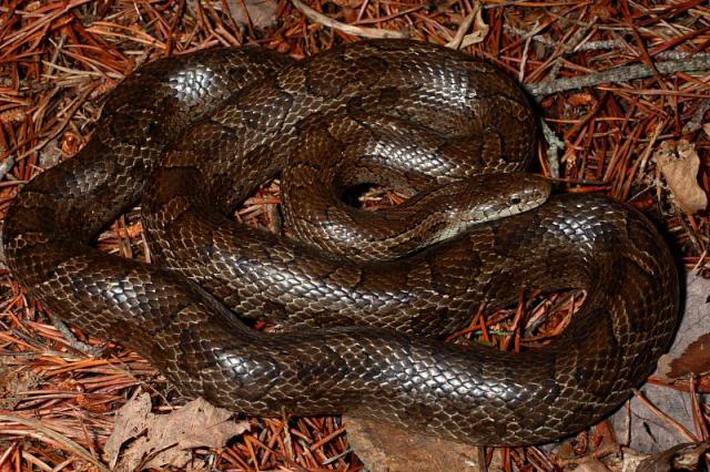 Female Prairie Kingsnake.