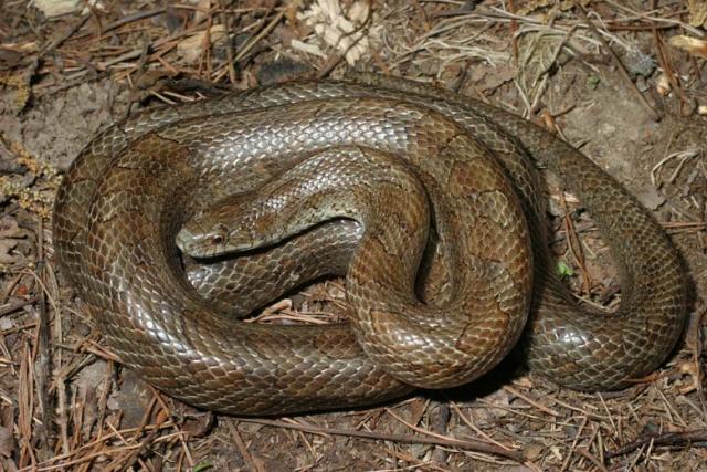 Prairie Kingsnake.