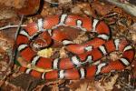 Red Milk Snake FromCarlisle County, KY.