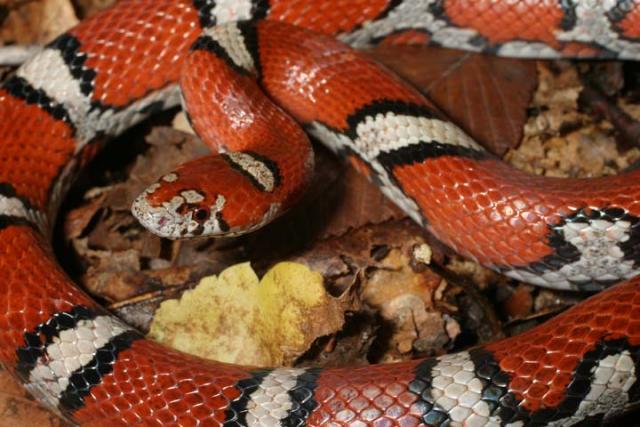 Red Milk Snake Up Close. Carlisle County, KY.