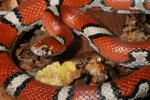 Red Milk Snake Up Close. Carlisle County, KY.