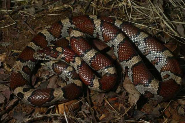 Intergrade Milk Snake.