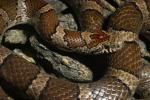 Milk Snake Up Close.