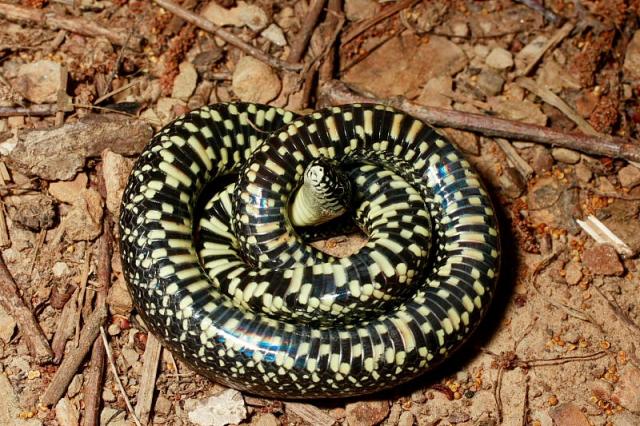 Black Kingsnake Baby.