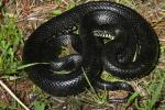 Black Kingsnake.