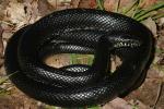 Black Kingsnake.