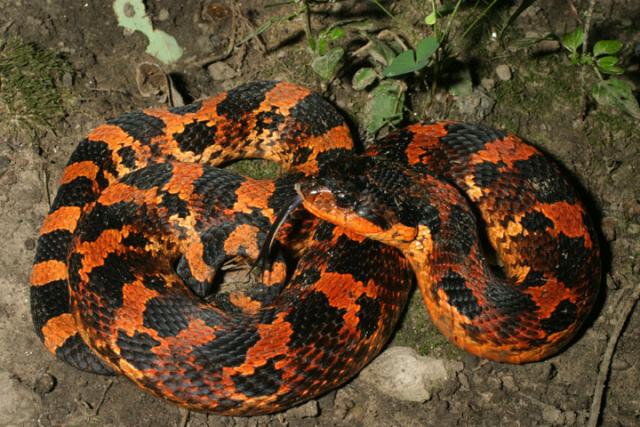 Eastern Hognose Snake.