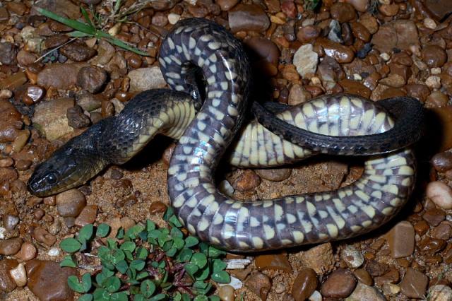 Mississippi Green Water Snake.